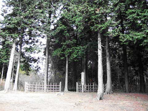 写真　：　「お手植えの木」（平成19年の撮影）